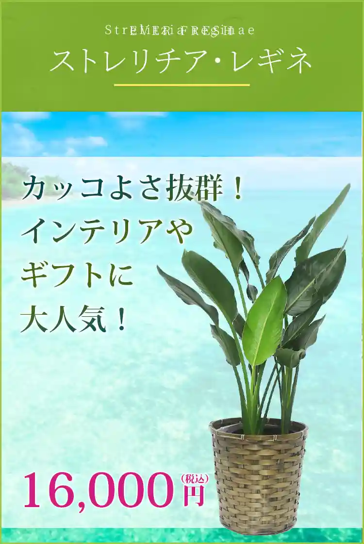 ストレリチア・レギネ 観葉植物 16,000円(税込)