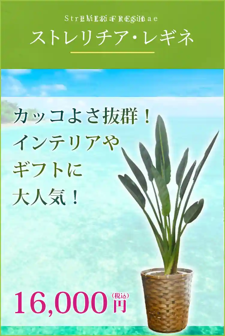 ストレリチア・レギネ 観葉植物 13,000円(税込)