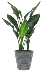 ストレリチア・レギネ全体画像