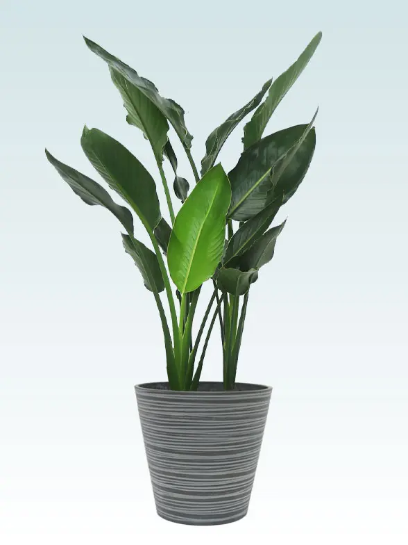 ストレリチア・レギネ Mサイズ エコフレンドリーポット付