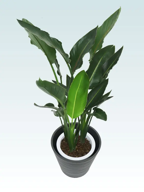 ストレリチア・レギネ拡大斜め上から画像