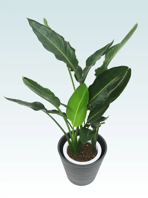 ストレリチア・レギネ葉っぱ拡大画像