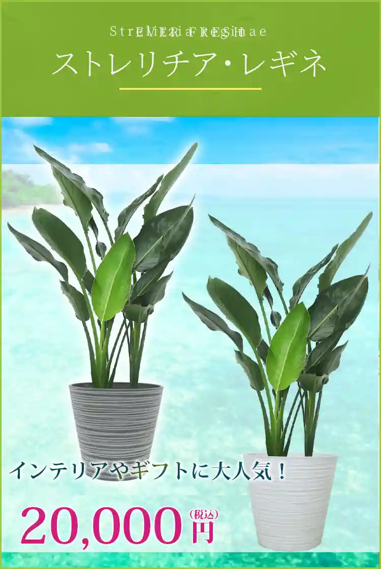 ストレリチア・レギネ 観葉植物 22,500円(税込)