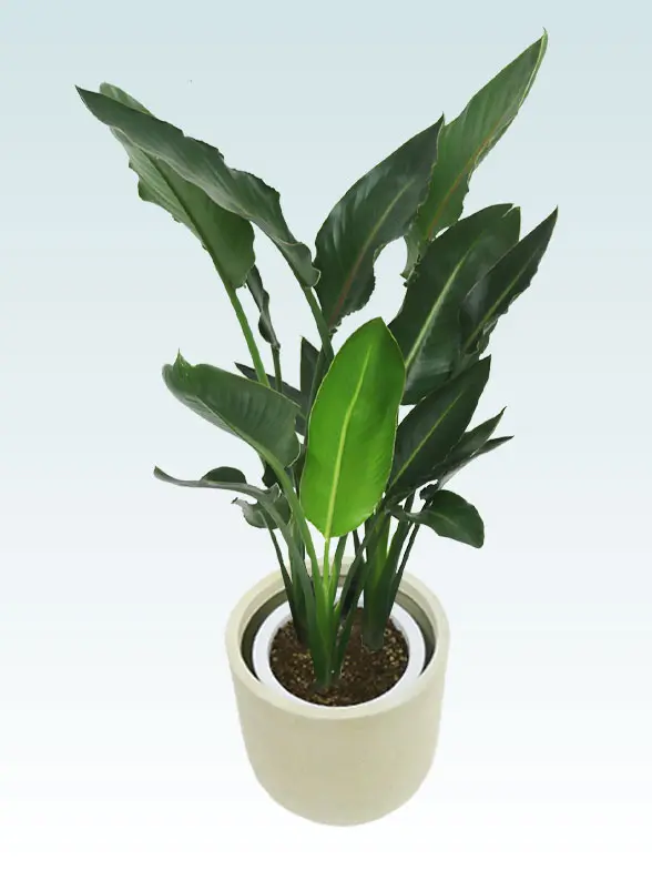 ストレリチア・レギネ拡大斜め上から画像