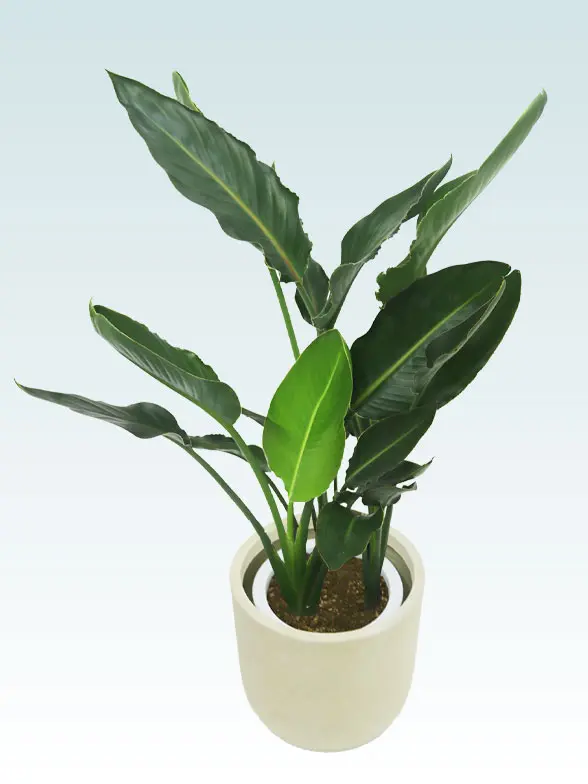 ストレリチア レギネ ファイバー鉢 お皿付き 楽天市場】ストレリチア（レギネ：極楽鳥花） デザインの良い