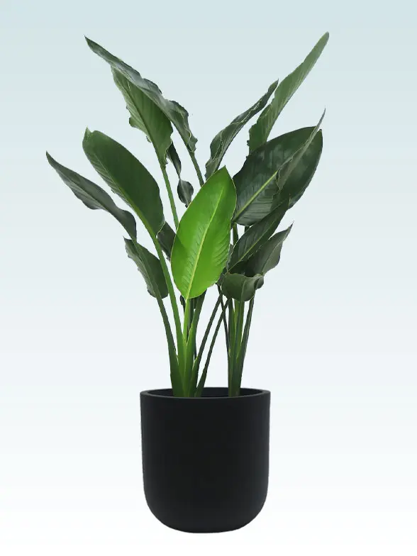 ストレリチア レギネ ファイバー鉢 お皿付き 観葉植物 ストレリチア (ストレチア) レギネ 10号 ファイバー