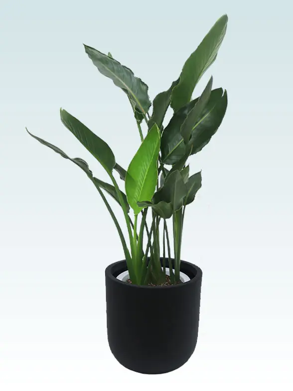 ストレリチア・レギネ上からの画像　黒