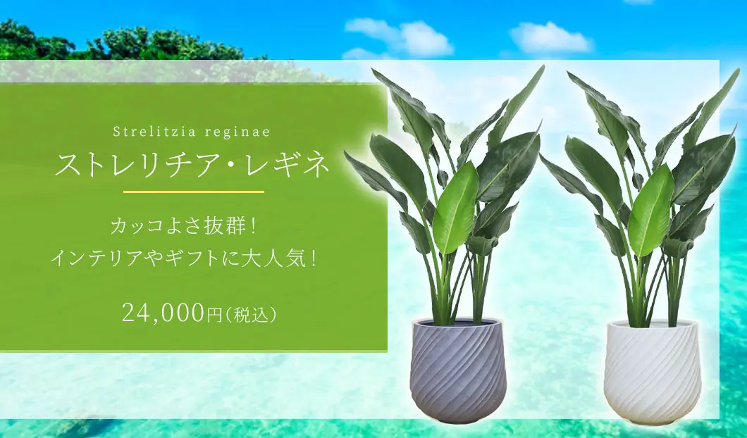 ストレリチア・レギネ 観葉植物 24,000円(税込)