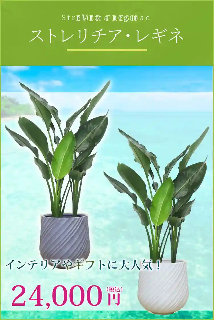 ストレリチア・レギネ 観葉植物 24,000円(税込)