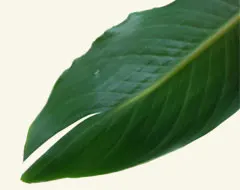 葉っぱの特性について ストレリチア・レギネの葉の画像