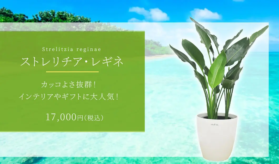 ストレリチア・レギネ(ラスターポット付) Mサイズ/観葉植物の販売