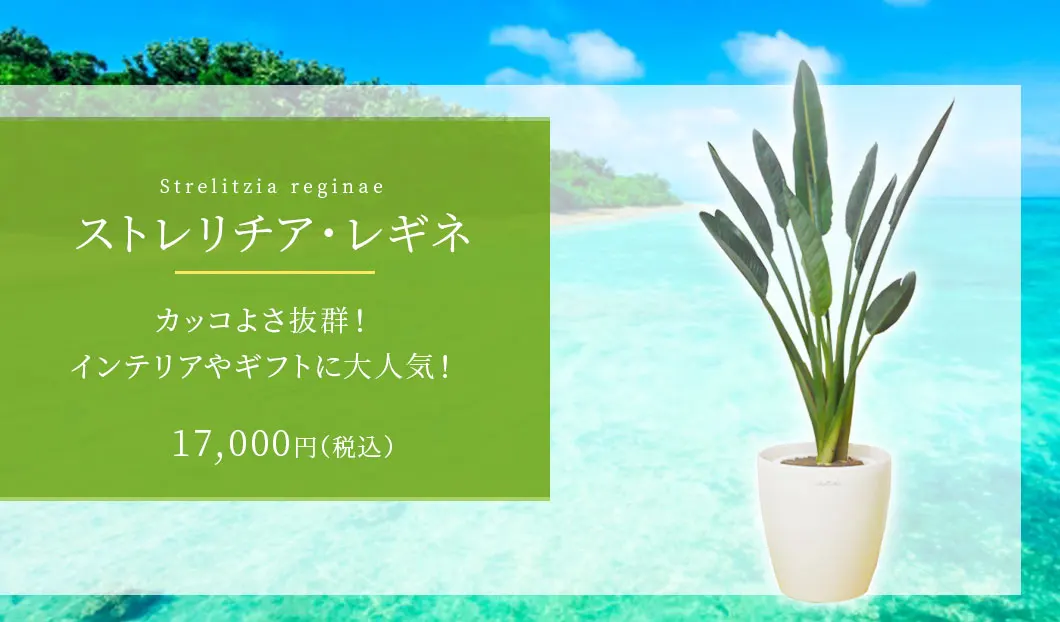 ストレリチア・レギネ 観葉植物 14,000円(税込)