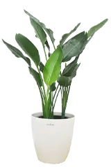 ストレリチア・レギネ全体画像