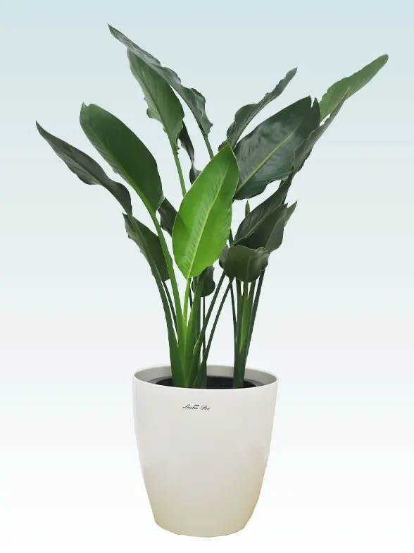 ストレリチア・レギネ(ラスターポット付) Mサイズ/観葉植物の販売