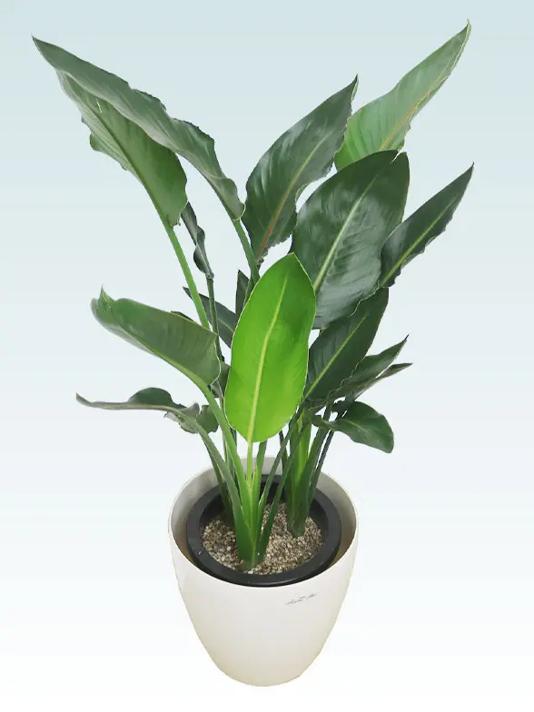 ストレリチア・レギネ(ラスターポット付) Mサイズ/観葉植物の販売