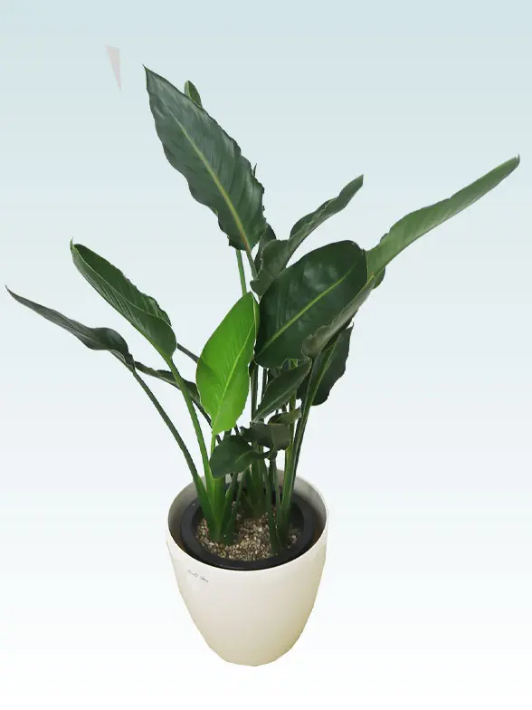 ストレリチア・レギネ(ラスターポット付) Mサイズ/観葉植物の販売