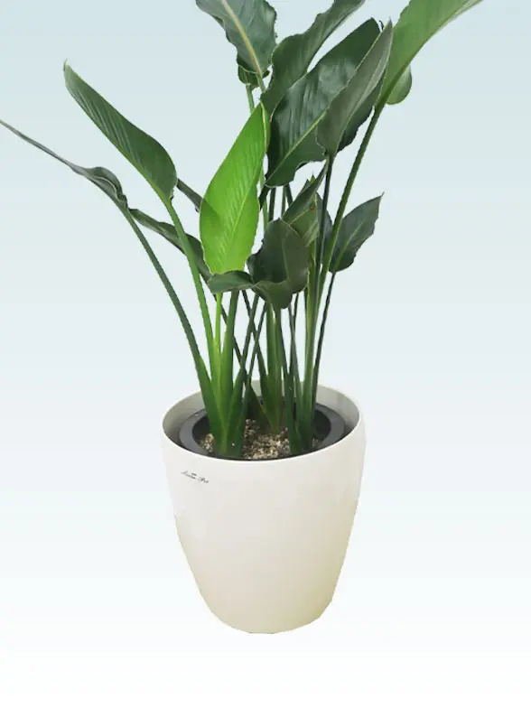 ストレリチア レギネ ファイバー鉢 お皿付き ストレリチア レギネ ファイバー鉢 お皿付き - メルカリ