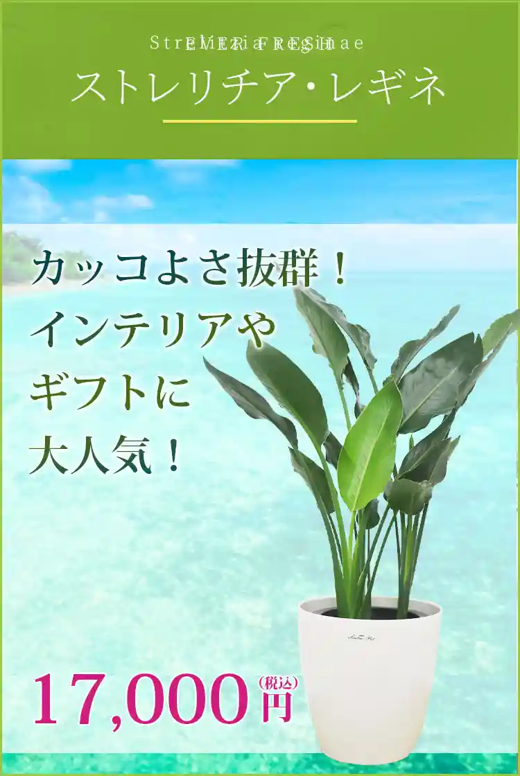 ストレリチア・レギネ 観葉植物 17,000円(税込)