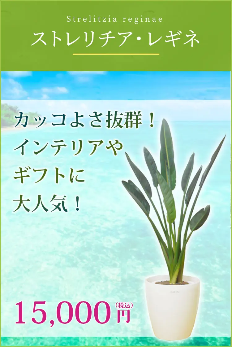 ストレリチア・レギネ 観葉植物 14,000円(税込)