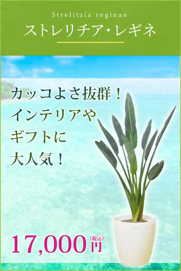 ストレリチア・レギネ 観葉植物 14,000円(税込)