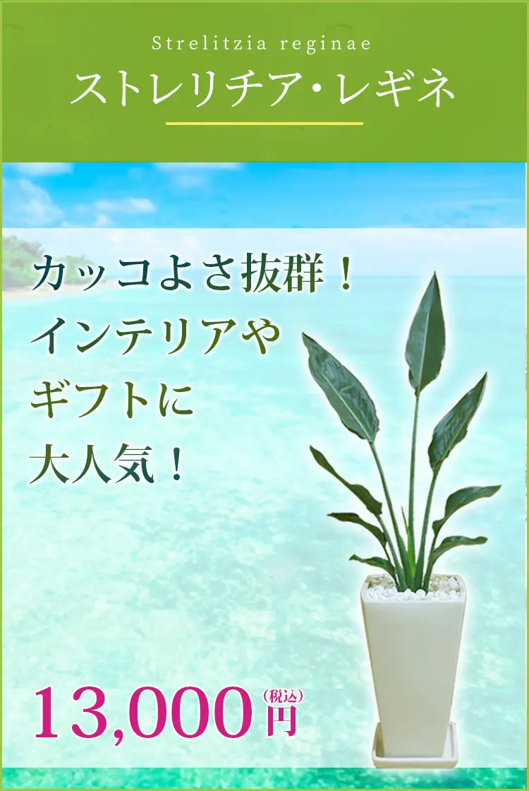 ストレリチア・レギネ 観葉植物 12,500円(税込)