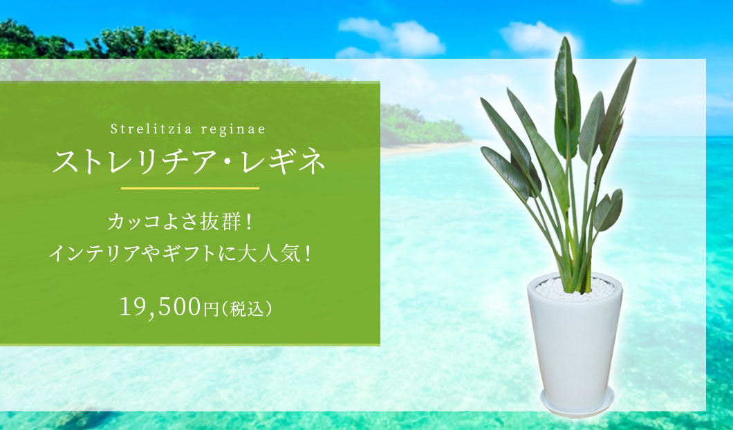 ストレリチア・レギネ 観葉植物 17,800円(税込)
