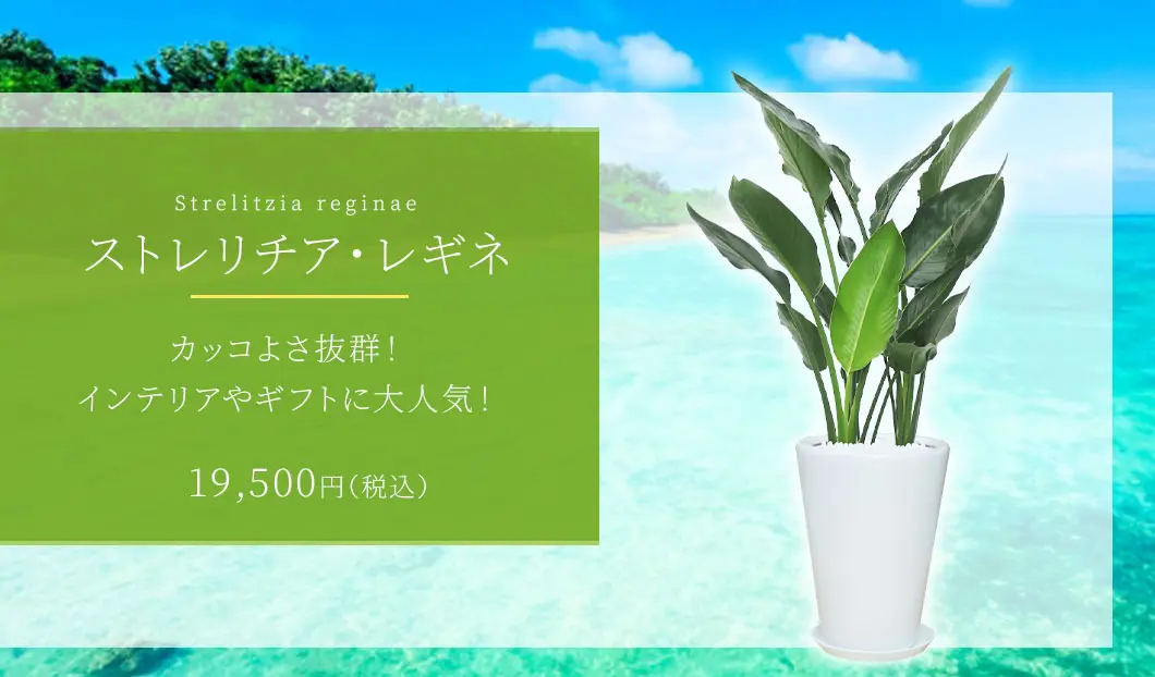 ストレリチア・レギネ 観葉植物19,500円(税込)