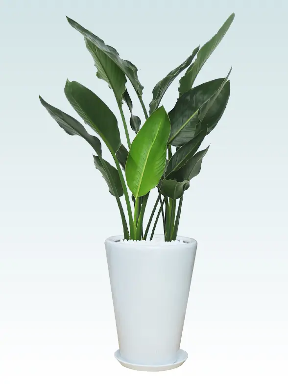 ストレリチア・レギネ拡大横から画像