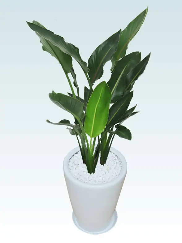 ストレリチア・レギネ拡大斜め上から画像