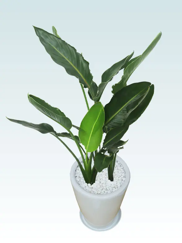 ストレリチア・レギネ葉っぱ拡大画像