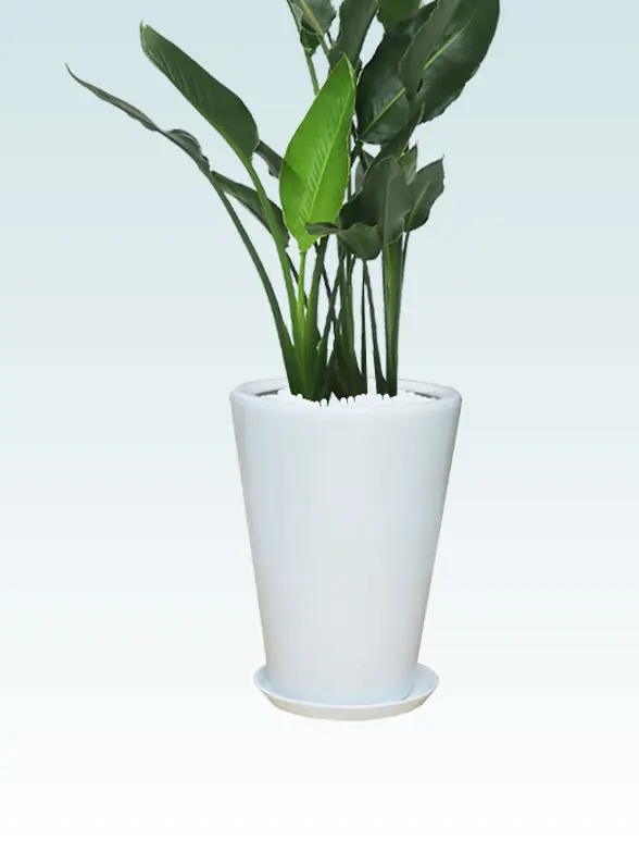 ストレリチア・レギネ籐製の鉢カバーイメージ画像