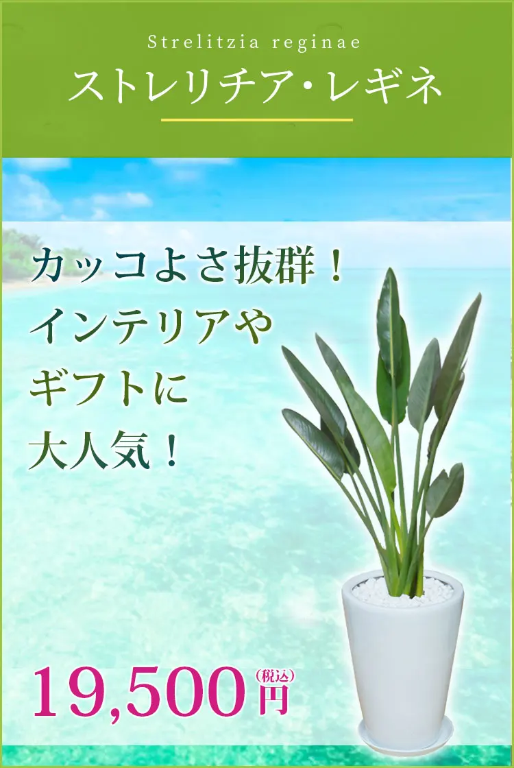 ストレリチア・レギネ 観葉植物 18,500円(税込)