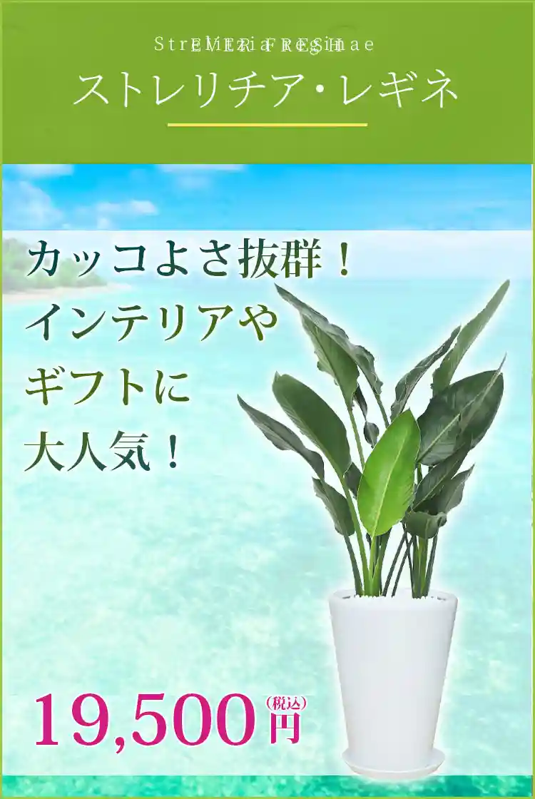 ストレリチア・レギネ 観葉植物 19,500円(税込)