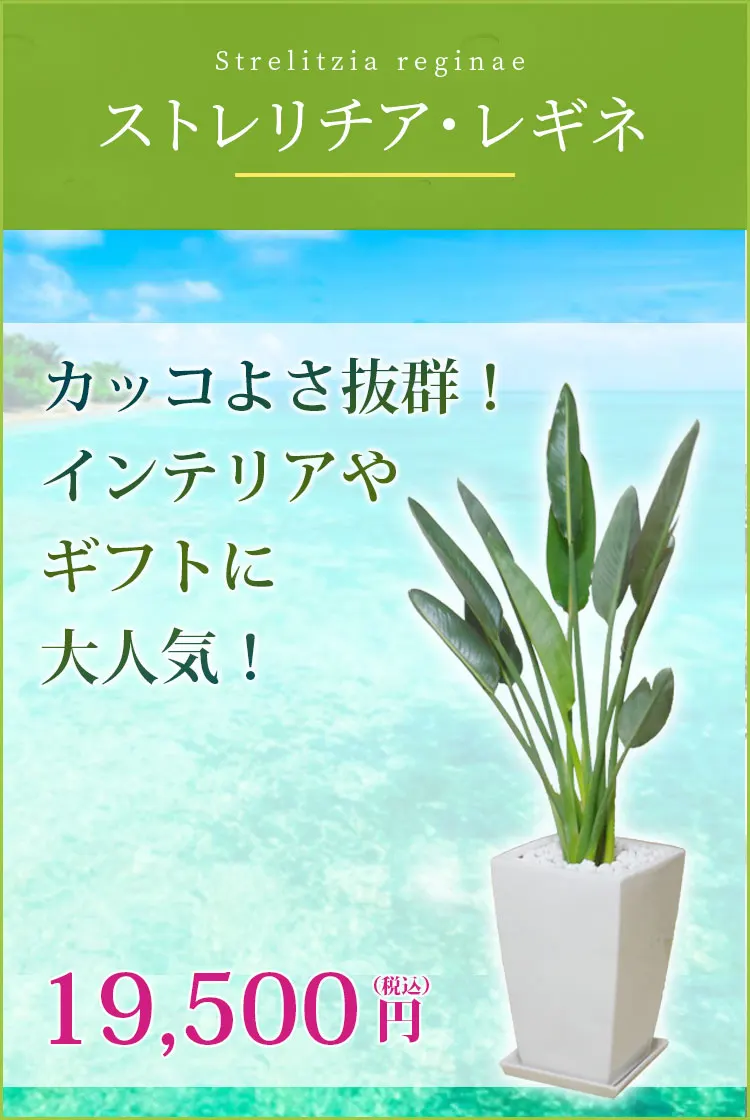 ストレリチア・レギネ 観葉植物 18,500円(税込)