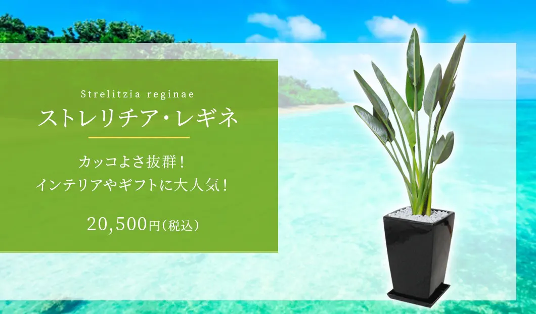ストレリチア・レギネ 観葉植物 19,500円(税込)