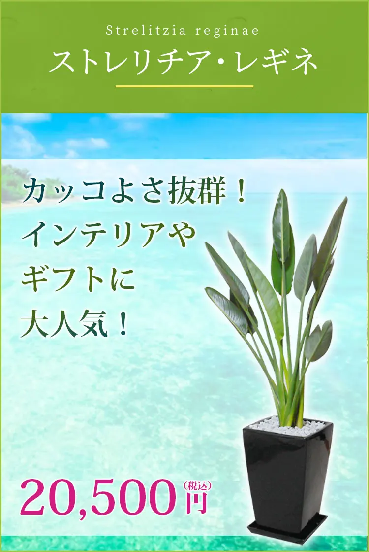 大型のストレチア レギネの観葉植物、幅90cm、高さ120cmです(A)。