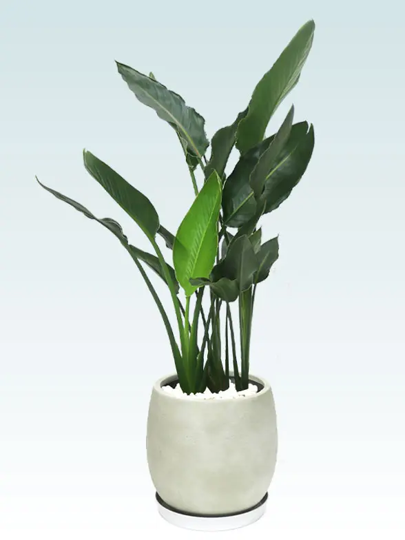 ストレリチア・レギネ葉っぱ拡大画像