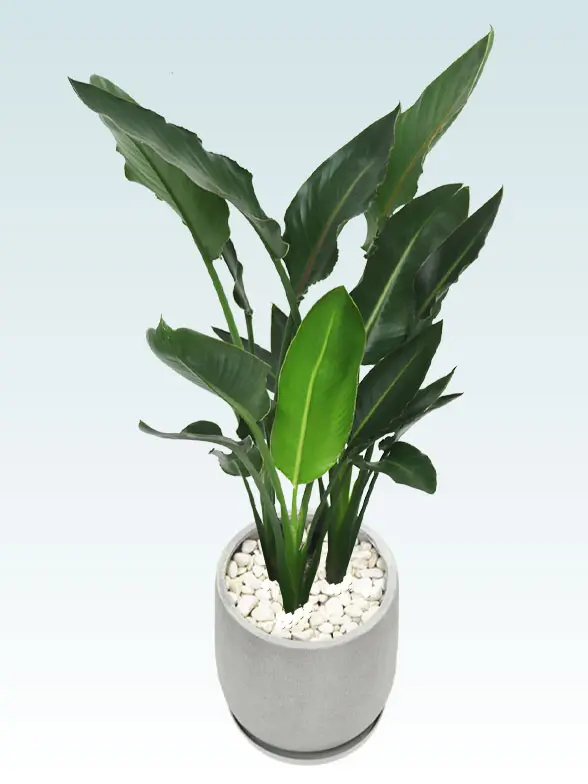 ストレリチア・レギネ8号(グラスファイバー製鉢植込み、チューリップ