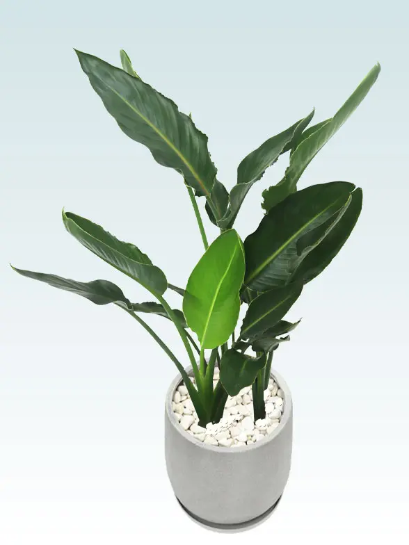 ストレリチア・レギネ8号(グラスファイバー製鉢植込み、チューリップ