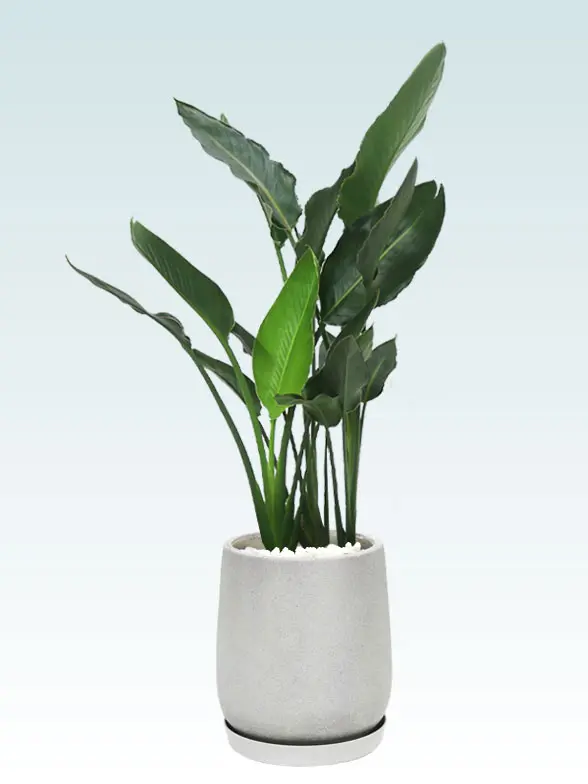 ストレリチア・レギネ8号(グラスファイバー製鉢植込み、チューリップ