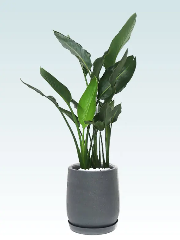 ストレリチア・レギネ葉っぱ枝も入った画像