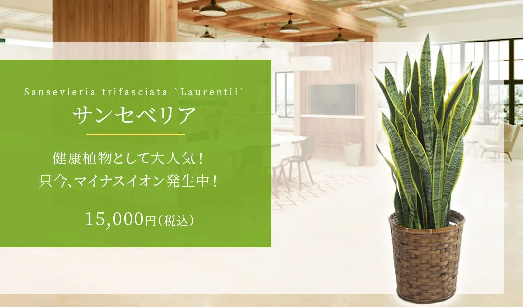 サンセベリア 観葉植物 10,500円(税込)