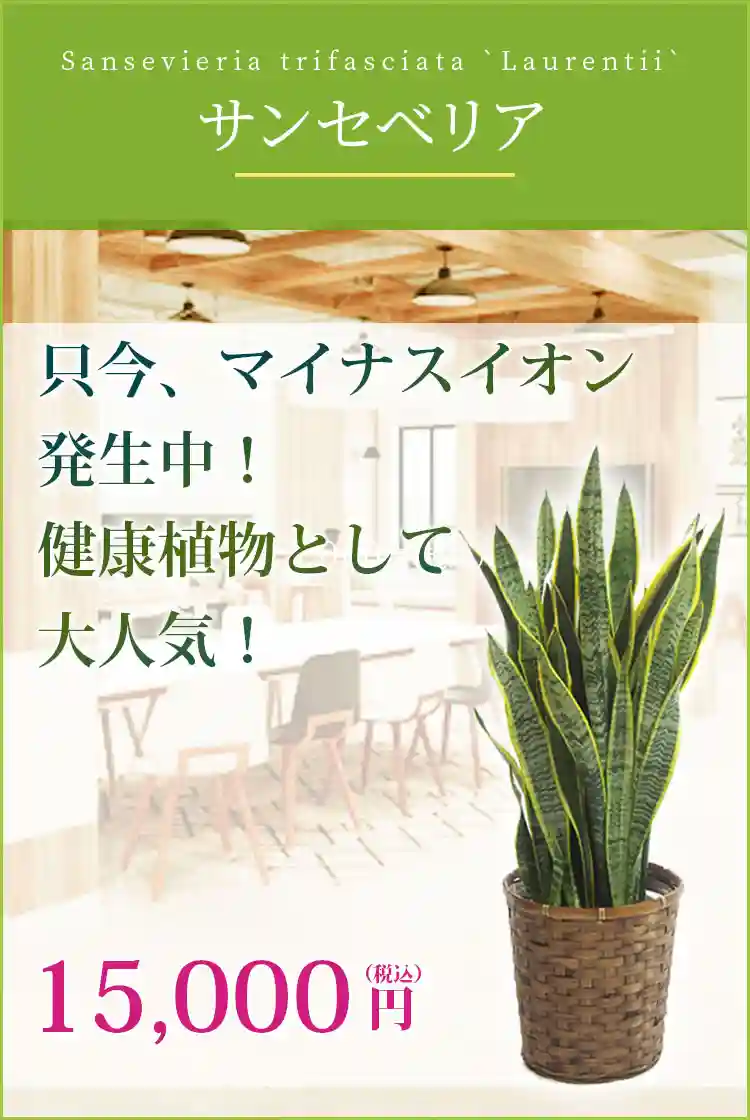 サンセベリア 観葉植物 10,500円(税込)