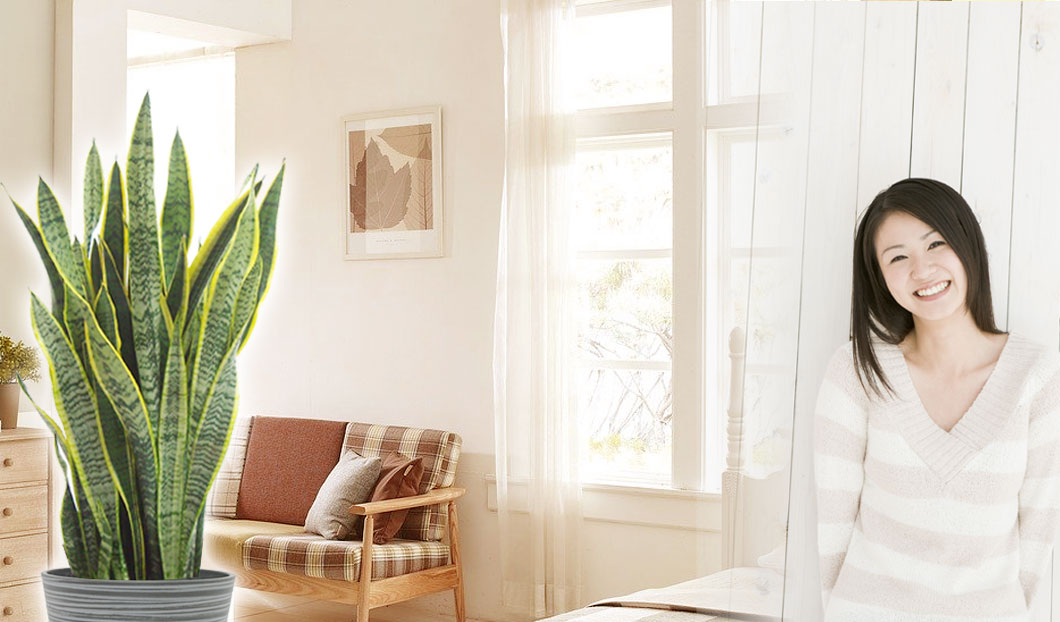 ギフトやインテリアに人気の観葉植物サンセベリア