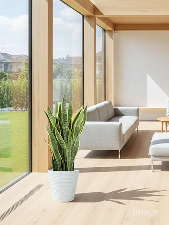 幸福の木葉っぱ枝も入った画像