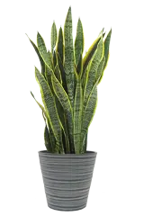 サンセベリア全体画像