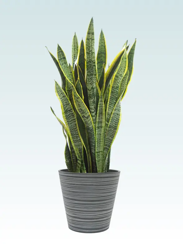 サンセベリア  Mサイズ エコフレンドリーポット付