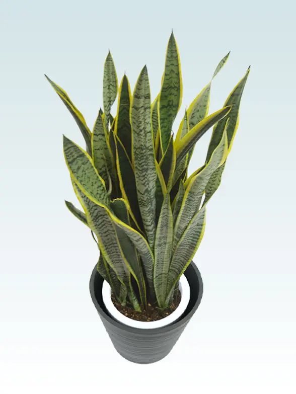 サンセベリア斜め上から全体画像