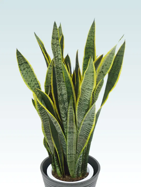 サンセベリア葉っぱ枝も入った画像