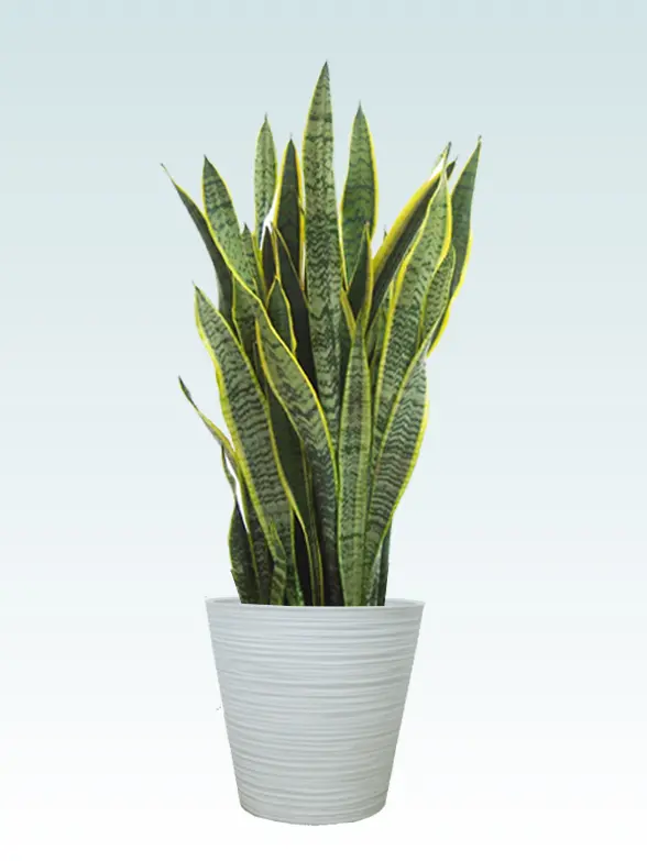 サンセベリア葉っぱ枝も入った画像